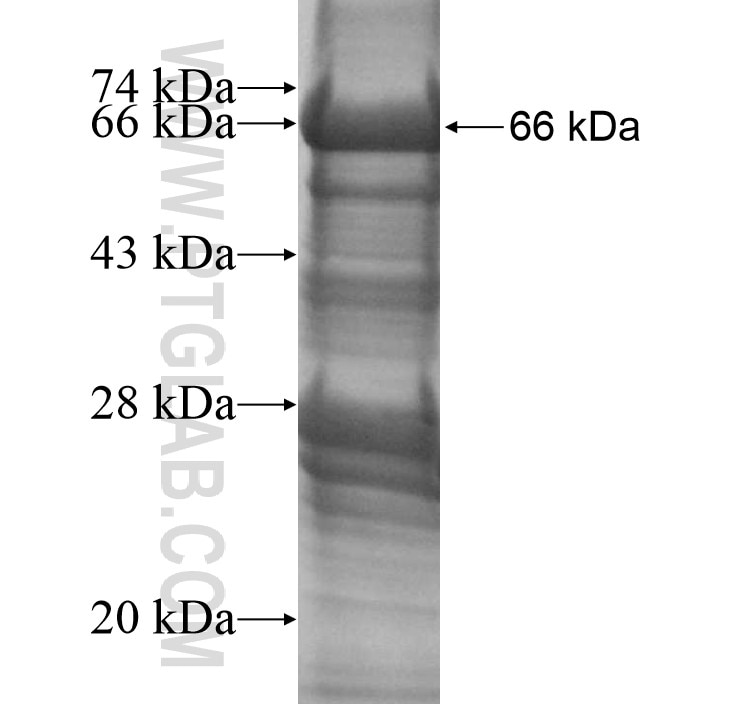 NSP1;SH2D3A fusion protein Ag8132 SDS-PAGE
