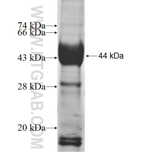 NSP1;SH2D3A fusion protein Ag8240 SDS-PAGE