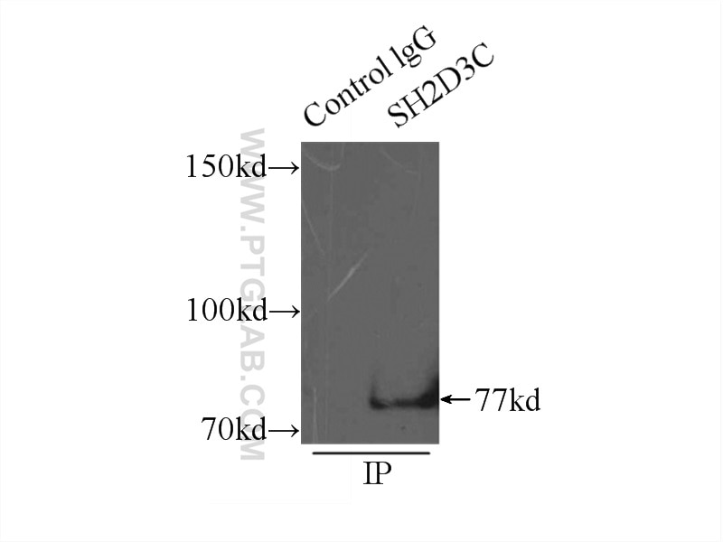 Immunoprecipitation (IP) experiment of mouse brain tissue using SH2D3C Polyclonal antibody (12882-1-AP)