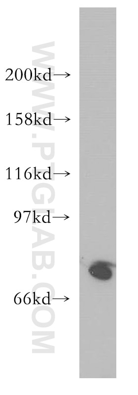 Western Blot (WB) analysis of HEK-293 cells using SH2D3C Polyclonal antibody (12882-1-AP)