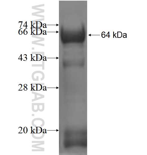 SH2D3C fusion protein Ag3887 SDS-PAGE
