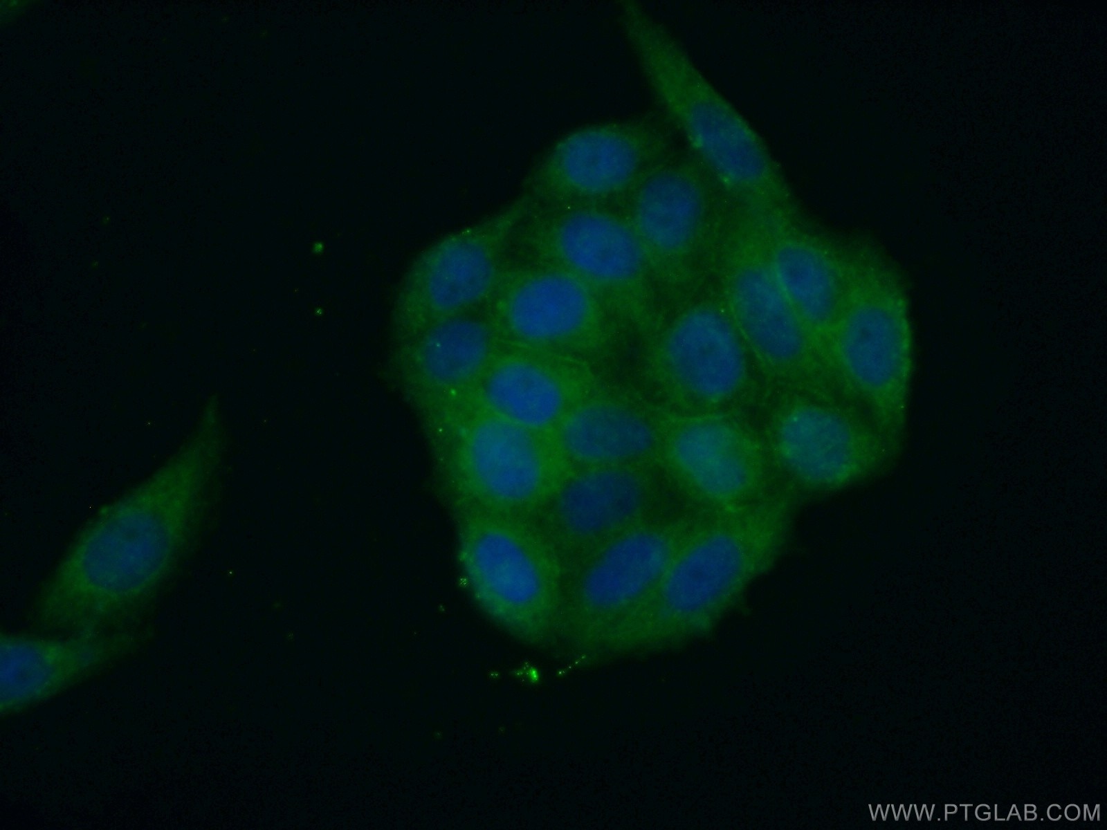 Immunofluorescence (IF) / fluorescent staining of HeLa cells using SH2D4A Polyclonal antibody (15957-1-AP)