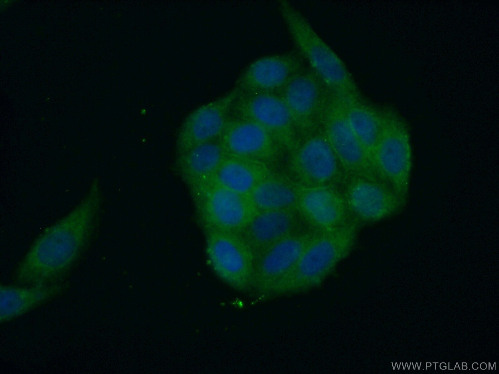 Immunofluorescence (IF) / fluorescent staining of HeLa cells using SH2D4A Polyclonal antibody (15957-1-AP)