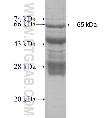 SH2D4A fusion protein Ag8713 SDS-PAGE