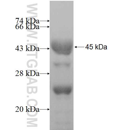 SH2D4A fusion protein Ag8923 SDS-PAGE
