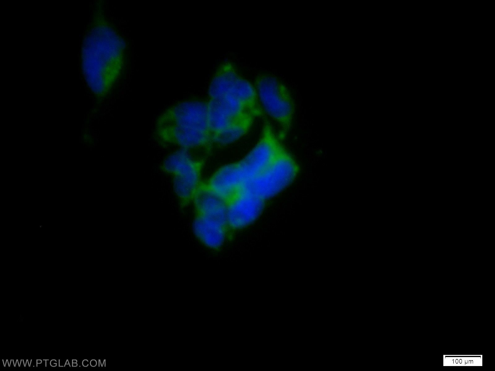 Immunofluorescence (IF) / fluorescent staining of HEK-293 cells using SH2D5 Polyclonal antibody (55320-1-AP)