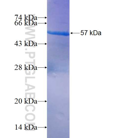 SH3BGR fusion protein Ag14739 SDS-PAGE