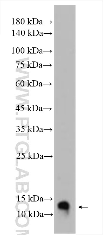 Western Blot (WB) analysis of mouse uterus tissue using SH3BGRL Polyclonal antibody (11253-1-AP)