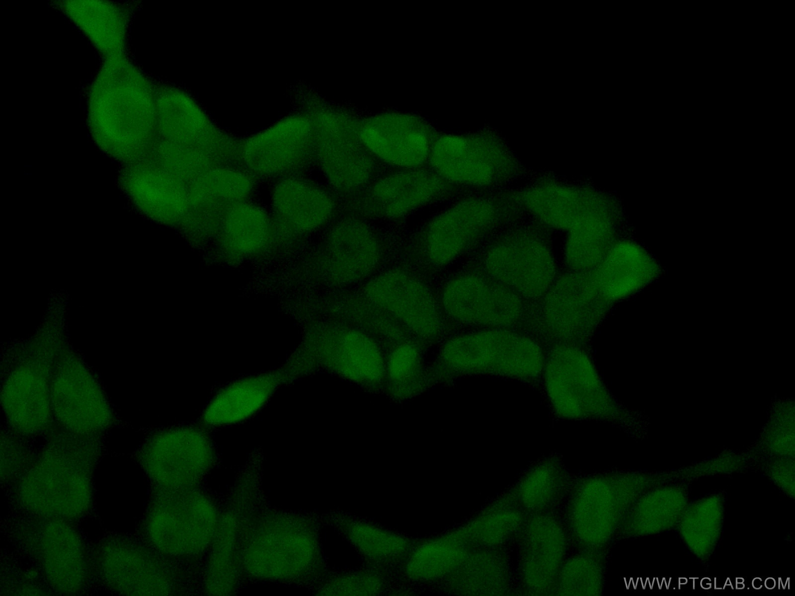 Immunofluorescence (IF) / fluorescent staining of HEK-293 cells using SH3BGRL2 Polyclonal antibody (21944-1-AP)