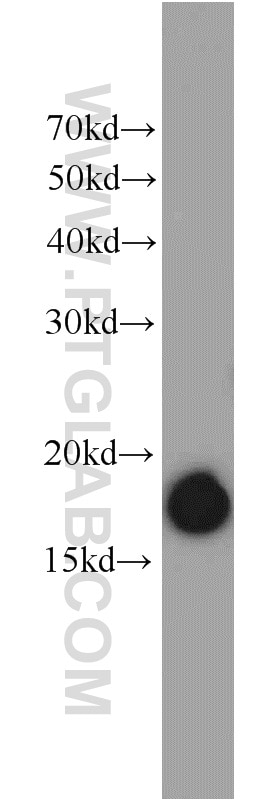 Western Blot (WB) analysis of mouse liver tissue using SH3BGRL2 Polyclonal antibody (21944-1-AP)