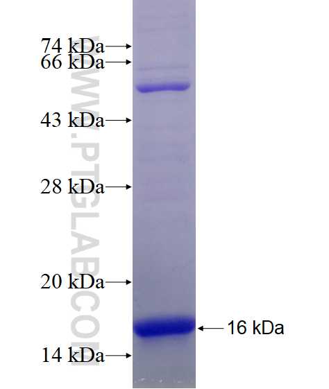 SH3BGRL2 fusion protein Ag17435 SDS-PAGE