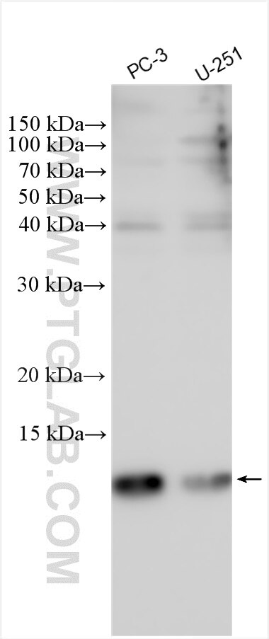 Western Blot (WB) analysis of various lysates using SH3BGRL3 Polyclonal antibody (12210-1-AP)