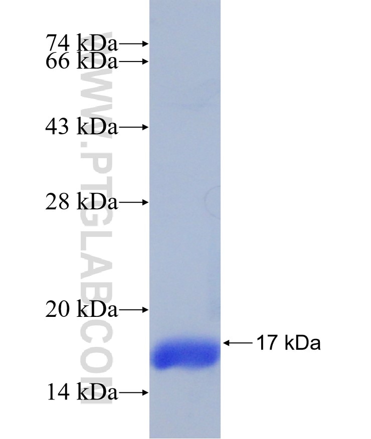 SH3BGRL3 fusion protein Ag31148 SDS-PAGE
