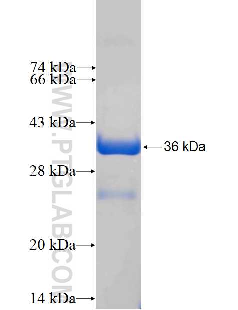 SH3BGRL3 fusion protein Ag2857 SDS-PAGE