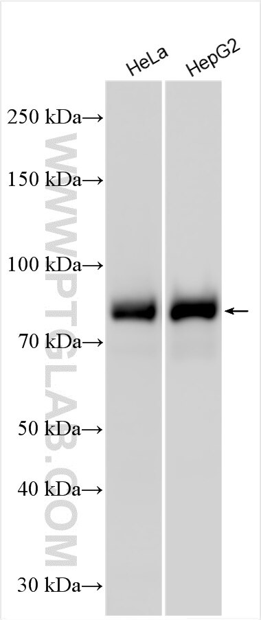 Western Blot (WB) analysis of various lysates using SH3BP1 Polyclonal antibody (20541-1-AP)