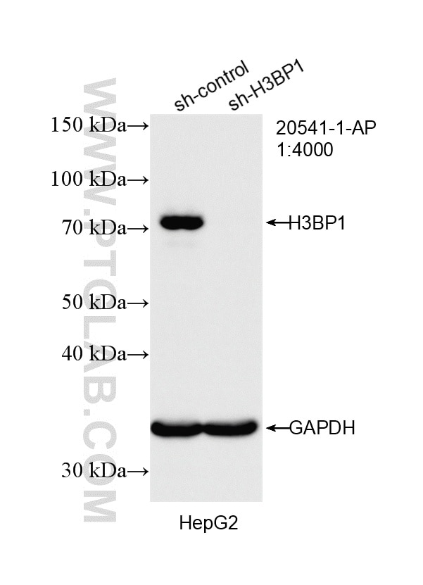 Western Blot (WB) analysis of HepG2 cells using SH3BP1 Polyclonal antibody (20541-1-AP)