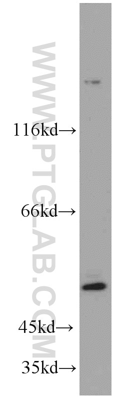 Western Blot (WB) analysis of HepG2 cells using SH3BP1 Polyclonal antibody (20541-1-AP)