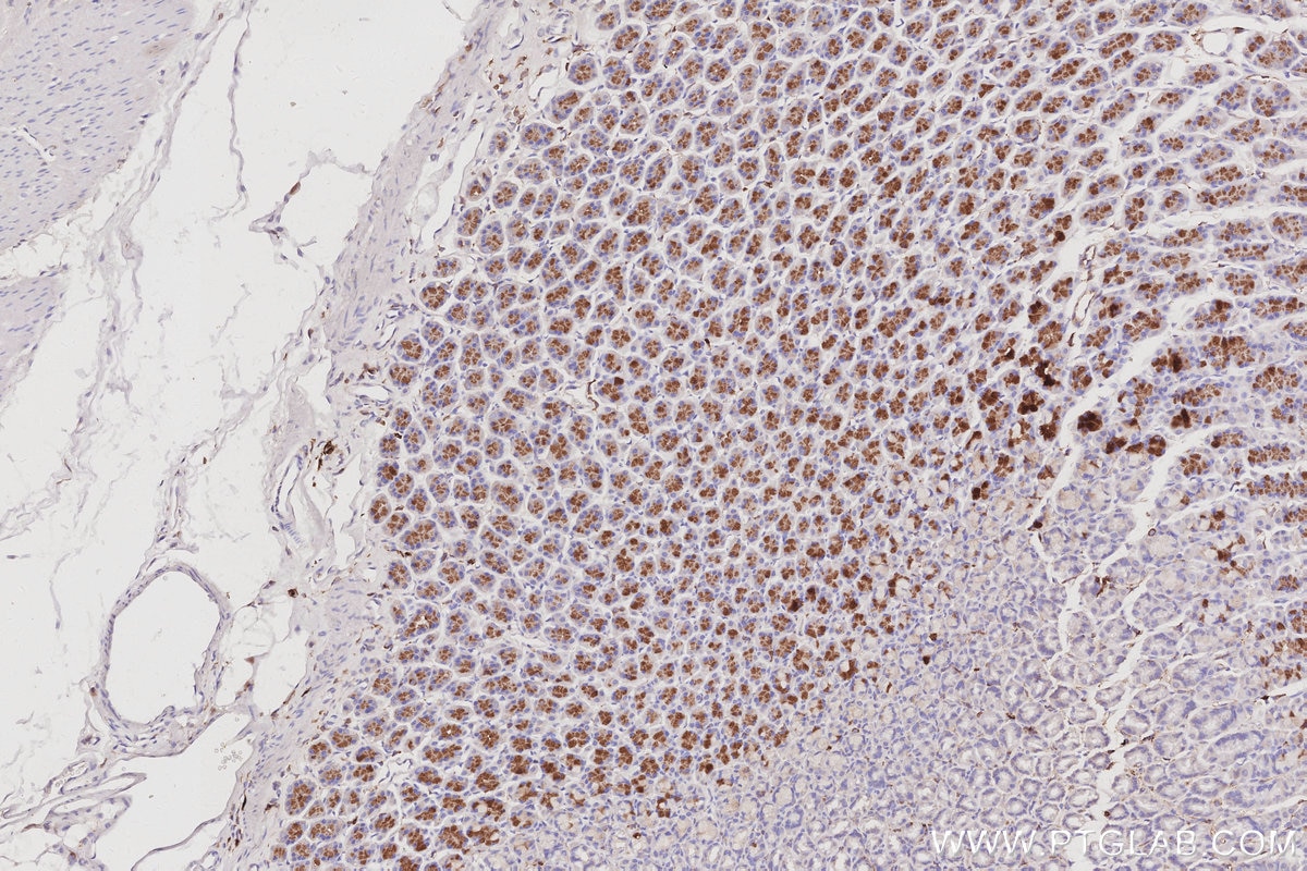 Immunohistochemistry (IHC) staining of rat stomach tissue using SH3BP1 Monoclonal antibody (68328-1-Ig)