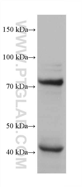 Western Blot (WB) analysis of LNCaP cells using SH3BP1 Monoclonal antibody (68328-1-Ig)