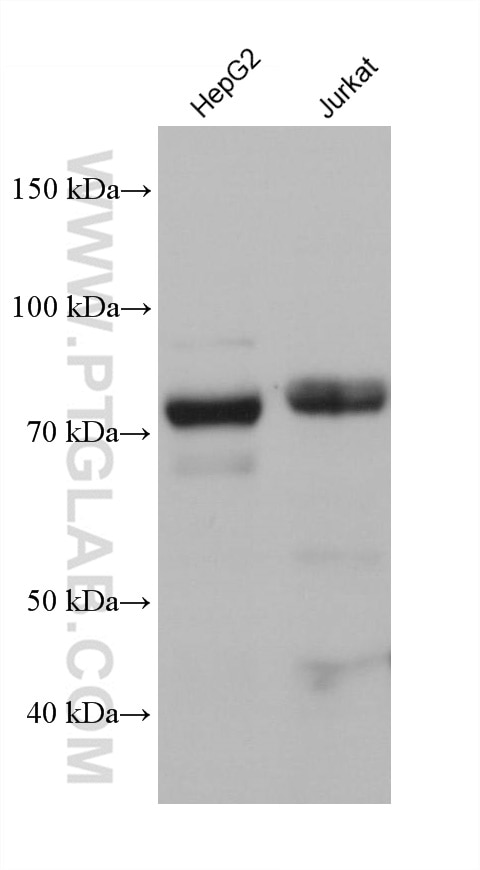 Western Blot (WB) analysis of HepG2 cells using SH3BP1 Monoclonal antibody (68328-1-Ig)