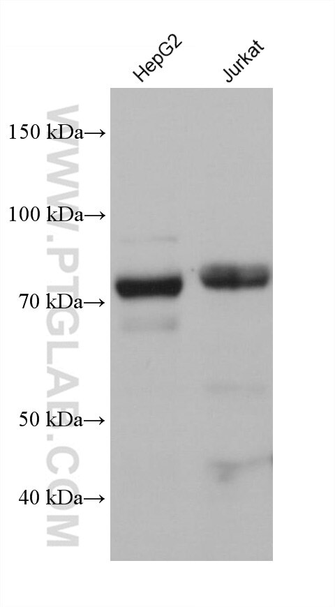 Western Blot (WB) analysis of HepG2 cells using SH3BP1 Monoclonal antibody (68328-1-Ig)