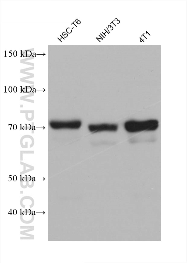 Western Blot (WB) analysis of various lysates using SH3BP1 Monoclonal antibody (68328-1-Ig)