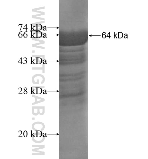 SH3BP1 fusion protein Ag14575 SDS-PAGE