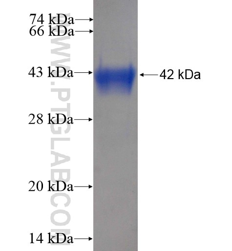 SH3BP1 fusion protein Ag15165 SDS-PAGE