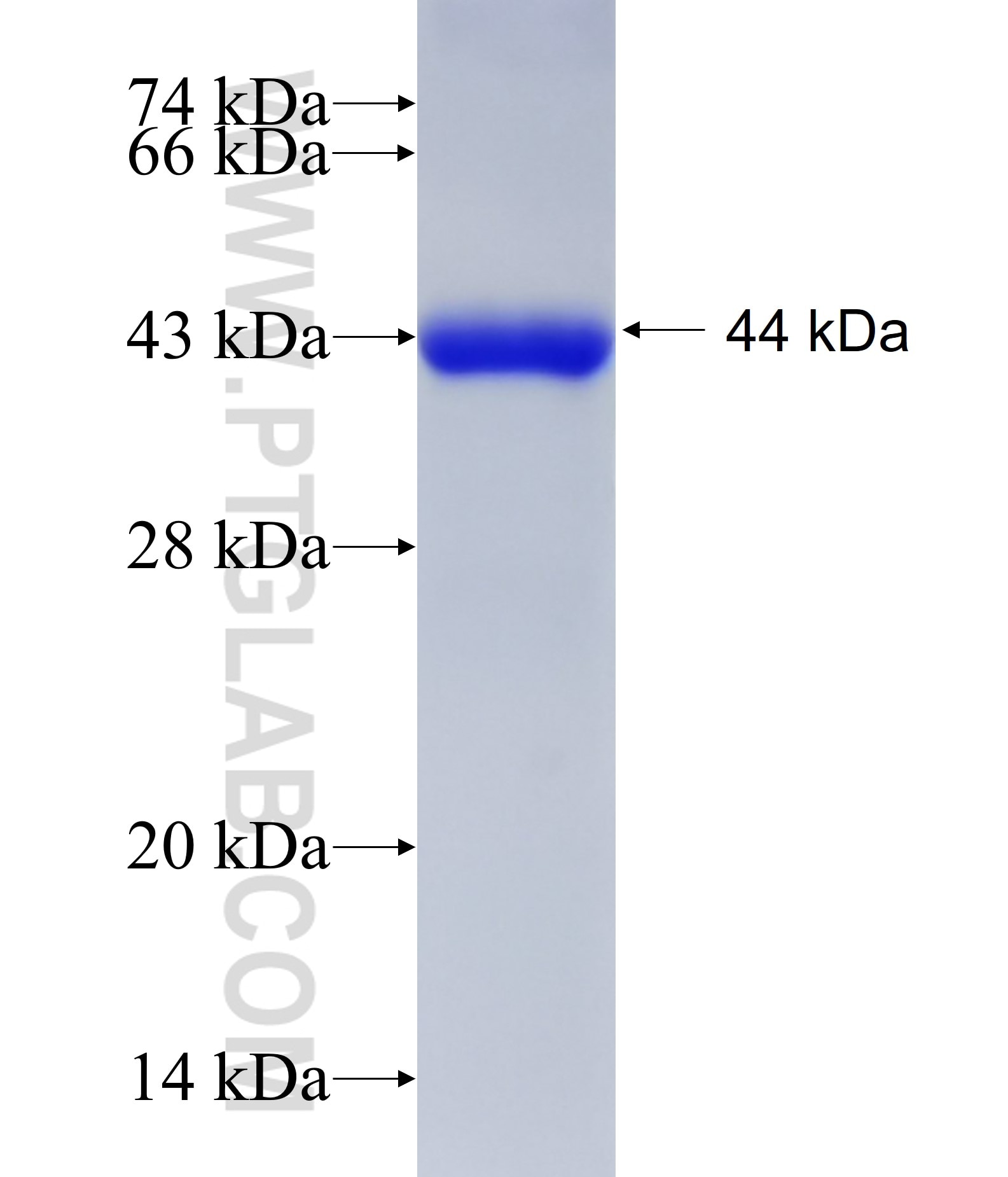 SH3BP1 fusion protein Ag15165 SDS-PAGE