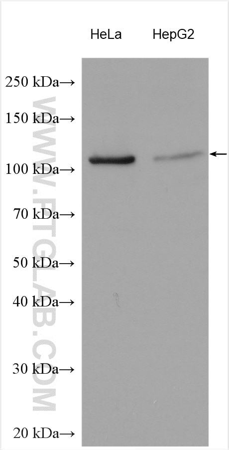 Western Blot (WB) analysis of various lysates using SH3BP4 Polyclonal antibody (17691-1-AP)