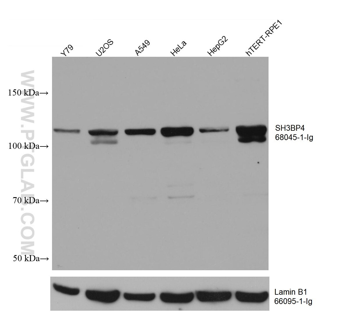 Western Blot (WB) analysis of various lysates using SH3BP4 Monoclonal antibody (68045-1-Ig)