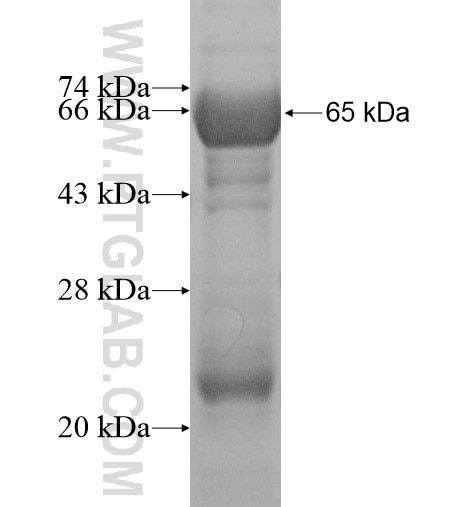 SH3BP4 fusion protein Ag11847 SDS-PAGE