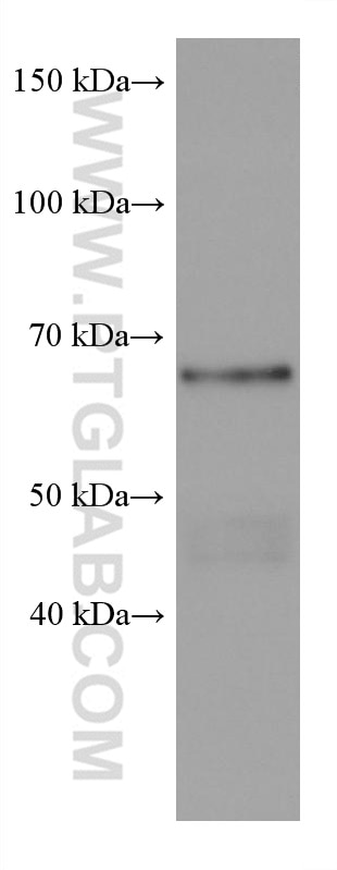 Western Blot (WB) analysis of pig brain tissue using SH3BP5 Monoclonal antibody (67841-1-Ig)