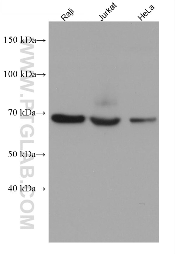 Western Blot (WB) analysis of various lysates using SH3BP5 Monoclonal antibody (67841-1-Ig)