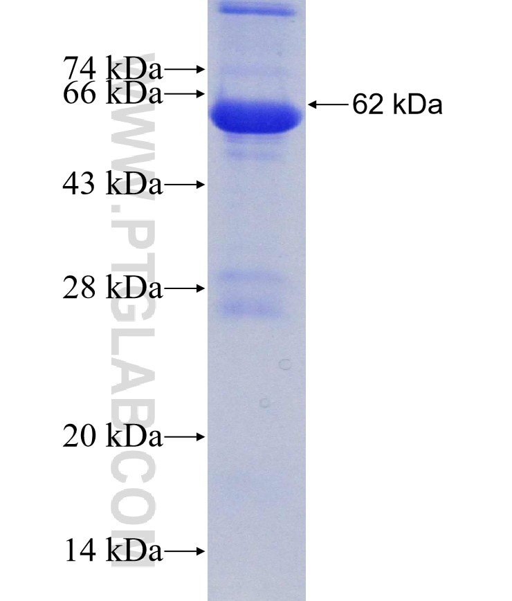 SH3BP5 fusion protein Ag30252 SDS-PAGE