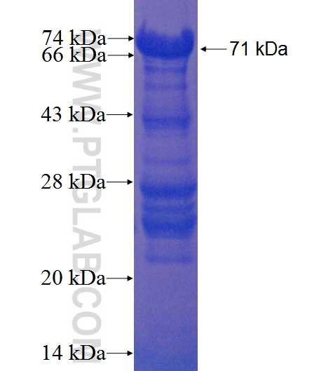 SH3BP5 fusion protein Ag1592 SDS-PAGE