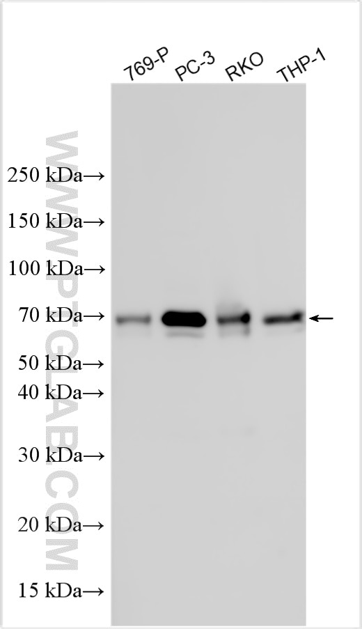 Western Blot (WB) analysis of various lysates using SH3BP5L Polyclonal antibody (27446-1-AP)