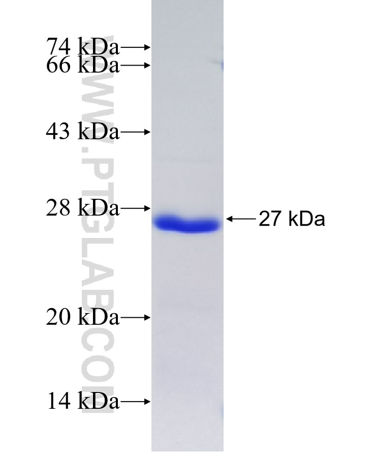 SH3BP5L fusion protein Ag23929 SDS-PAGE