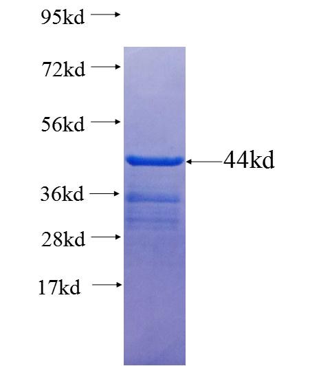 SH3BP5L fusion protein Ag23990 SDS-PAGE