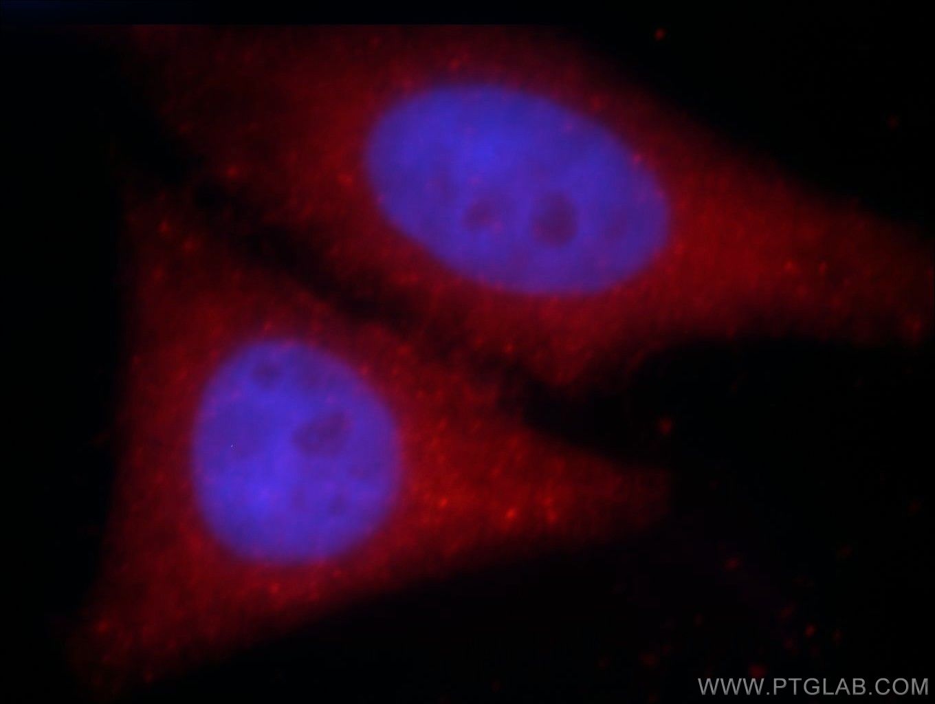 Immunofluorescence (IF) / fluorescent staining of HepG2 cells using SH3D19 Polyclonal antibody (21499-1-AP)