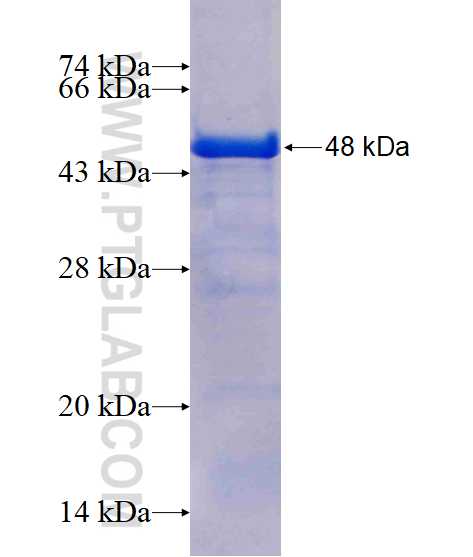 SH3D19 fusion protein Ag15915 SDS-PAGE