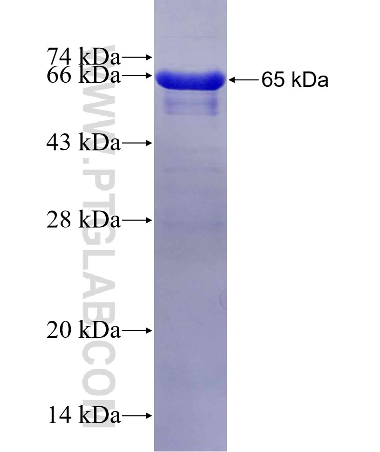 SH3D19 fusion protein Ag16200 SDS-PAGE
