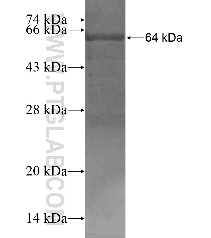 SH3D20 fusion protein Ag18317 SDS-PAGE