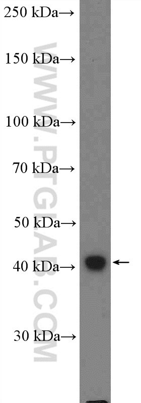 Western Blot (WB) analysis of mouse brain tissue using SH3GL1 Polyclonal antibody (27014-1-AP)