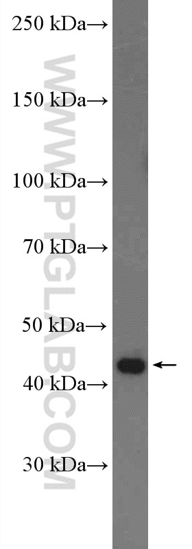 Western Blot (WB) analysis of rat brain tissue using SH3GL1 Polyclonal antibody (27014-1-AP)