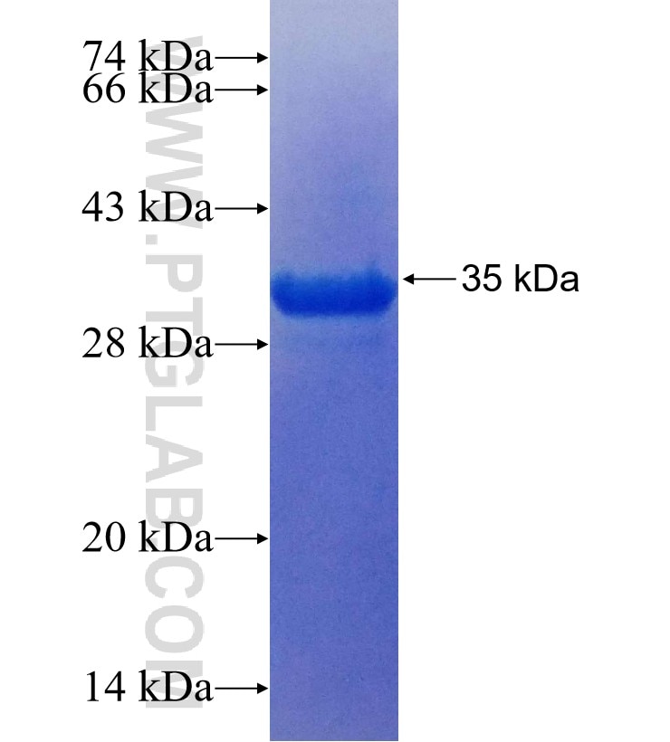 SH3GL1 fusion protein Ag25550 SDS-PAGE