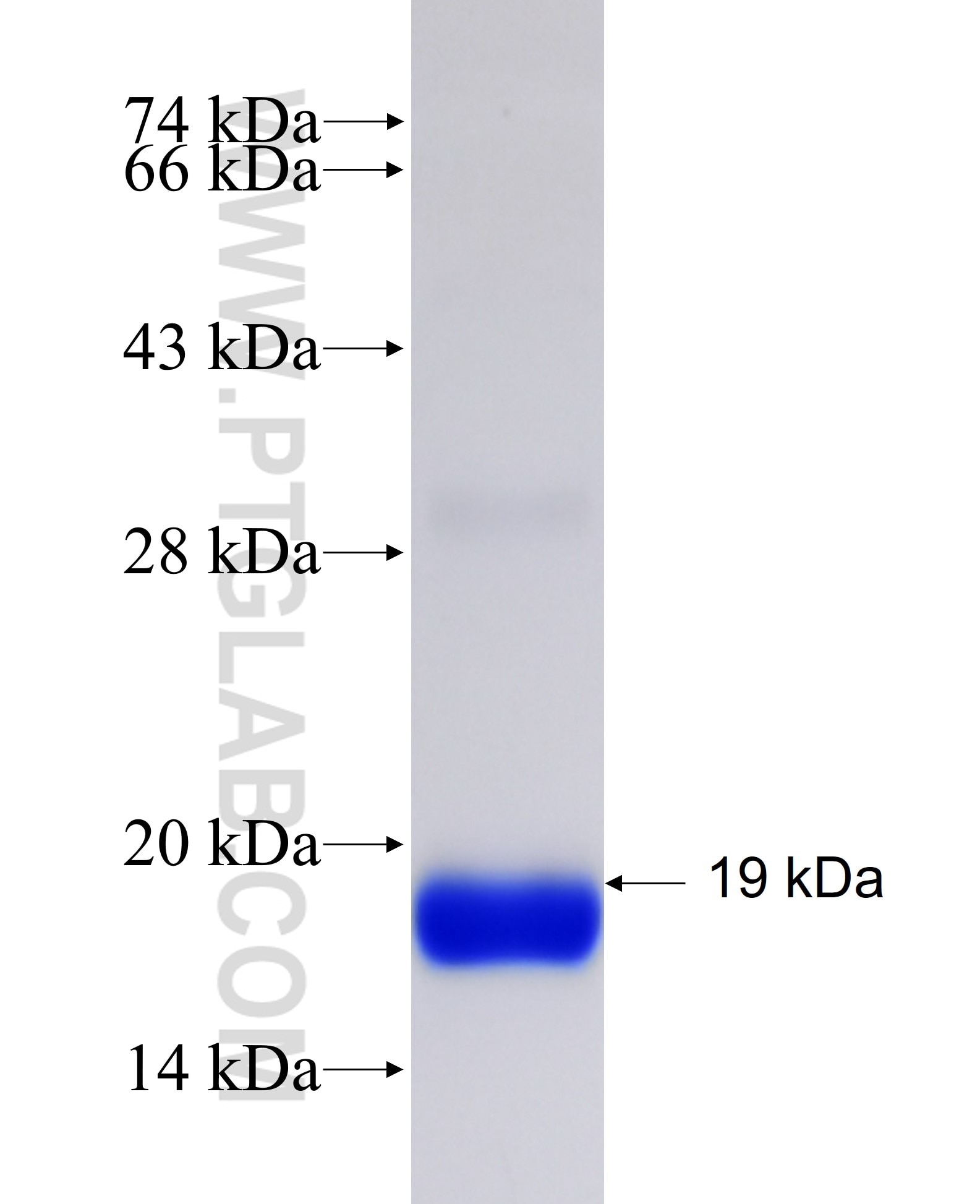 SH3GL1 fusion protein Ag25560 SDS-PAGE