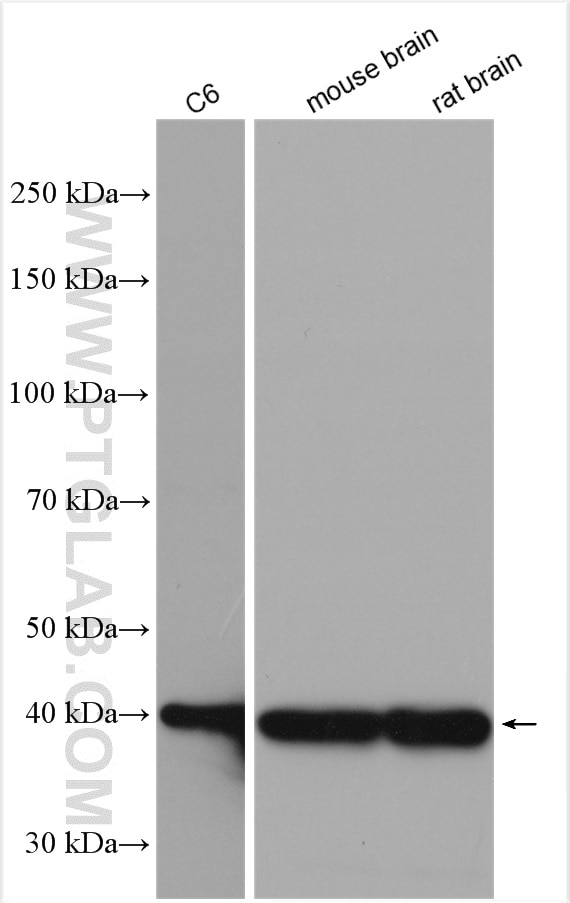 Western Blot (WB) analysis of various lysates using Endophilin 1 Polyclonal antibody (12435-1-AP)
