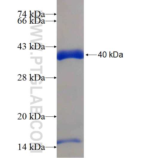 SH3GL2 fusion protein Ag24793 SDS-PAGE