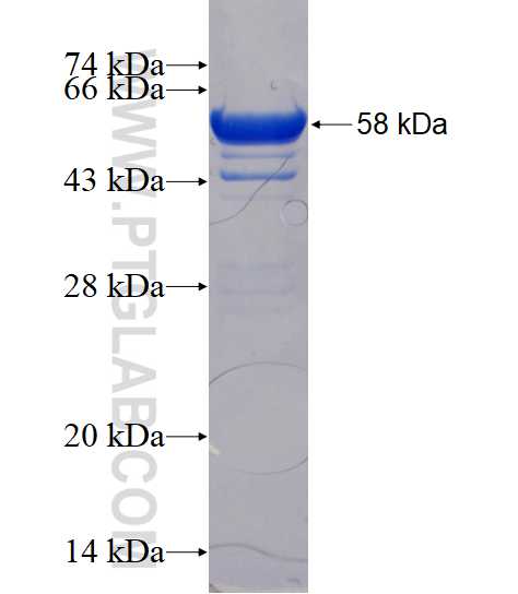 SH3GL2 fusion protein Ag3114 SDS-PAGE